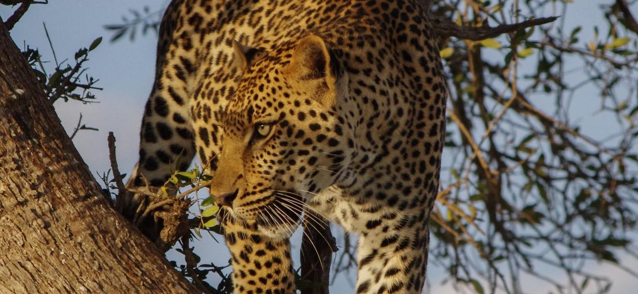 South Africa Golf Safari Cape Town , Karoo & Kruger National Park.